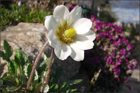 Dryas octopetala.